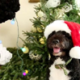 Obamas' Dog Bo in Santa hat by the White House Christmas tree