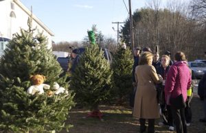 Christmas Trees Donated to Victims of Sandy Hook