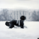 White House Christmas Card 2012 | Painting by Larassa Kabel
