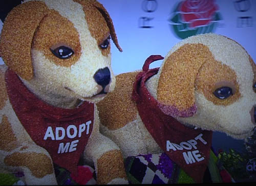 Pups in Flowers at the Rose Parade 2013 | ABC Screenshot
