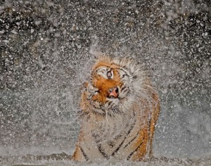 Ashley Vincent Winning Photo for National Geographic Photography Contest