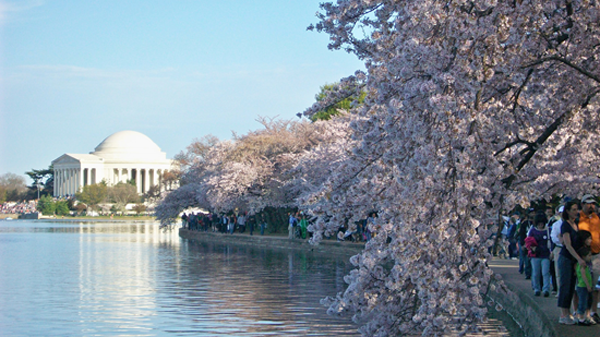 Tidal Basin Cherry Blossoms and Thomas Jefferson Memorial