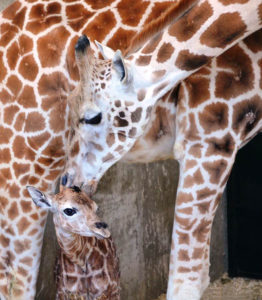 Rare Rothschild giraffe at LEO Conservation Center founded by Marcella Leone