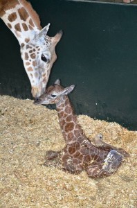 Baby Rothschild giraffe and mom at LEO Zoo