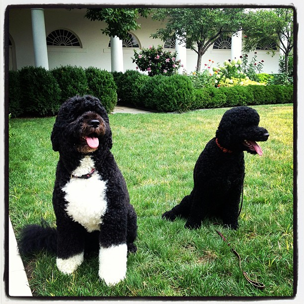 Sunny and Bo, the Obama's waterdogs