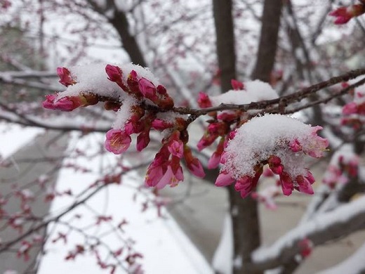 Cherry Blossoms 3/25/2014/wusa9