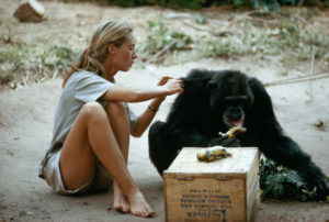 Jane Goodall grooms coat of chimp, 1974/Photo: Hugo Van Lawick/Nat Geo