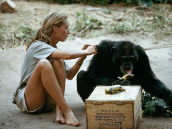Jane Goodall grooms coat of chimp, 1974/Photo: Hugo Van Lawick/Nat Geo