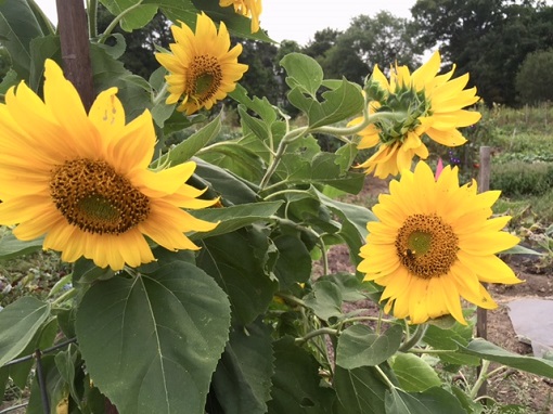 MA sunflowers from Judy's garden/Photo: P. Burke