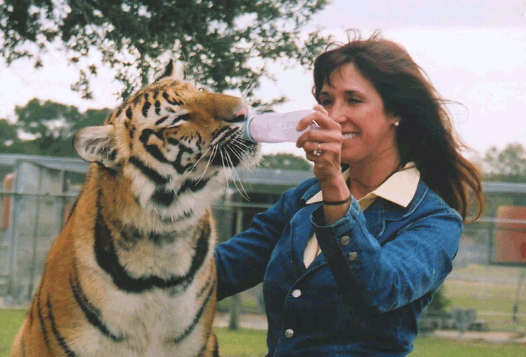 Sculptor Kristen Visbal bottle feeding Gidget researching The Prowler at Amazing Exotics