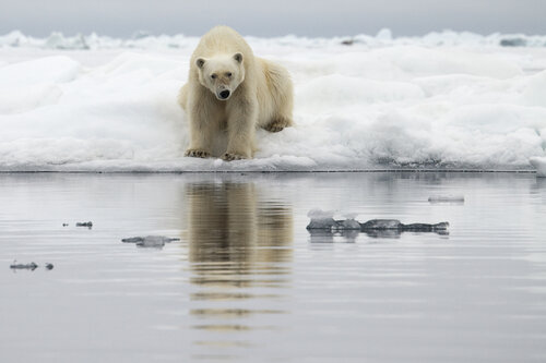 Photographer Camille Seaman's photo Melting Away: Polar Bears- On the Edge, Svalbard/June 2010