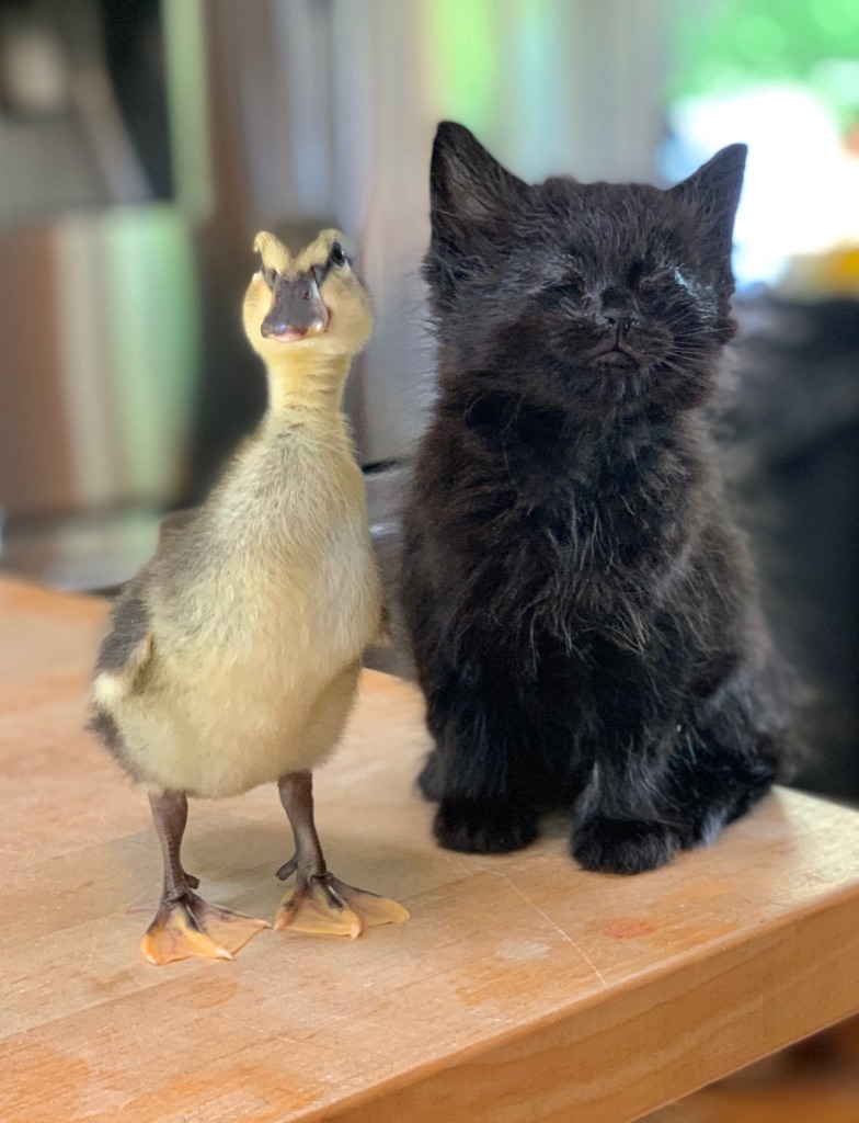 Hope the blind kitten and her seeing-eye duck, Jello from Funny Farm book by Laurie Zaleski/Photo Courtesy Laurie Zaleski