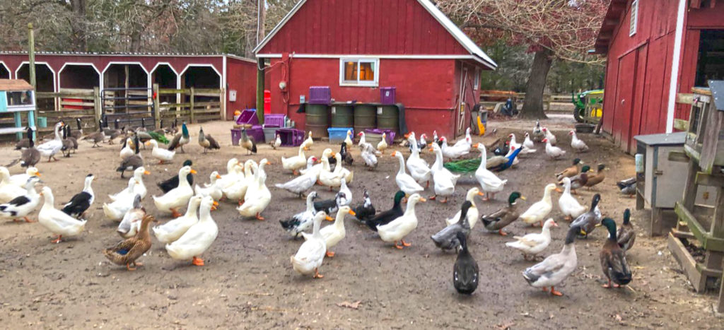 Animals getting along at Funny Farm, from Funny Farm book by Laurie Zaleski/Photo Courtesy Laurie Zaleski